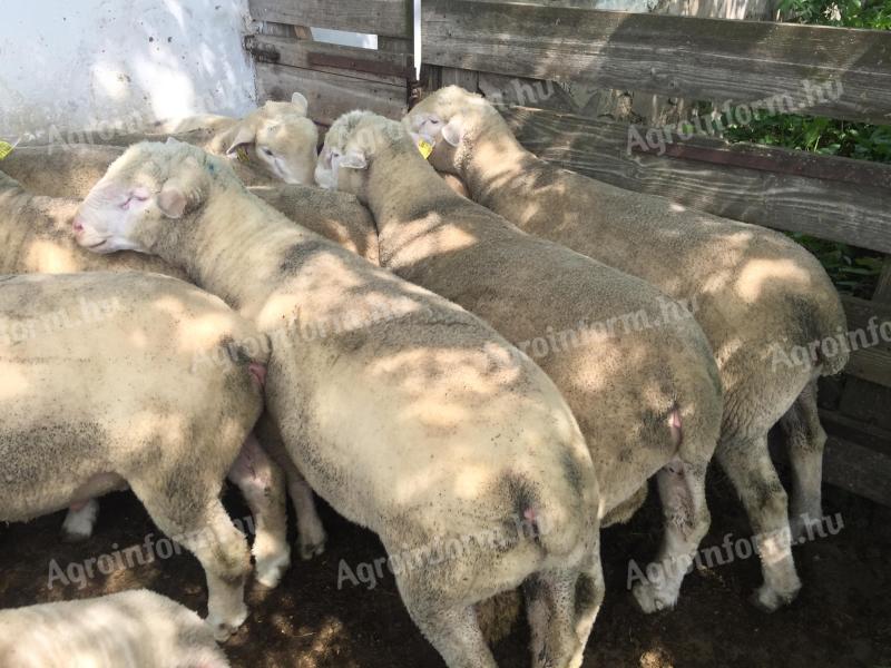 Ile-de-France éves minősített A minősítésű tenyészkosok eladók