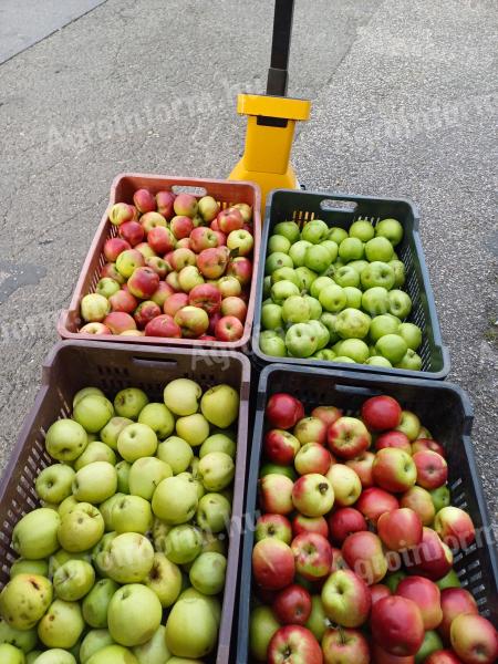 Cefre alma eladó Újpesten lé ipari léalma cefrealma