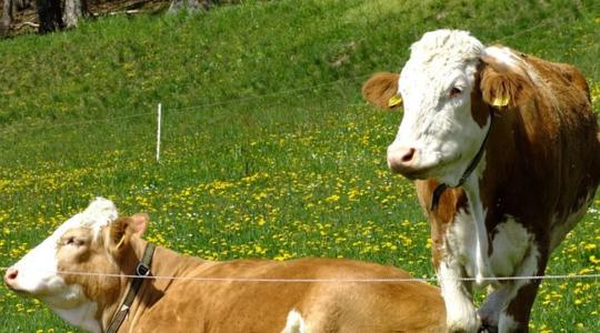 Élőállat-szállítás: szigorú előírásokkal indul újra az export
