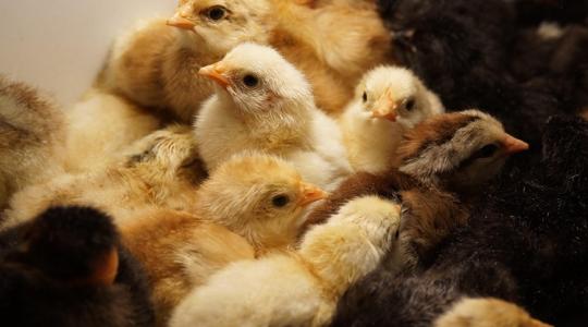 Természetes alternatívák: így helyettesítheted az antibiotikumot csirkéknél Természetes alternatívák: így helyettesítheted az antibiotikumot csirkéknél