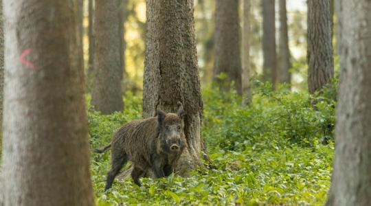 Hangtompító, drónozás, új fogalmak: Nem csak a járvány foglalkoztatja a vadászokat